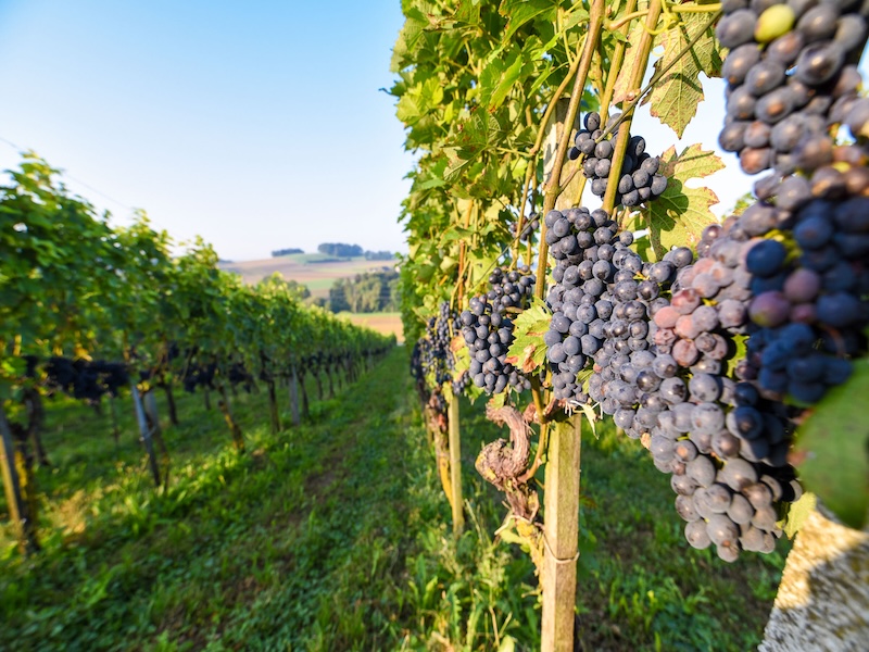 Blaue Weinrebe