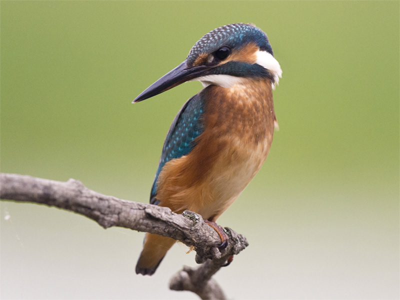 Erlebnisse ZüriUnterland - Eisvogel BirdLife Schweiz
